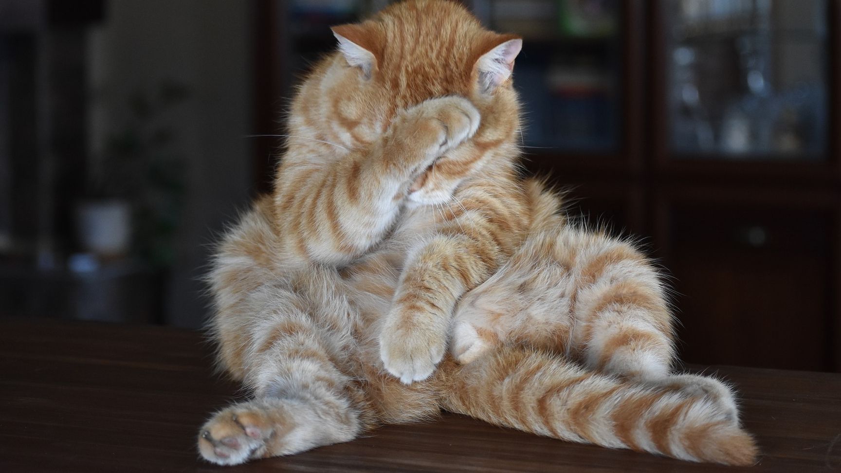 Кіт вперше пробує морозиво - фото 1