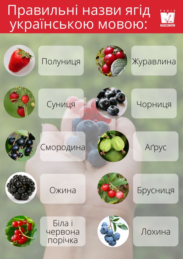 Не клубніка і не клюква: правильні назви улюблених ягід українською - фото 408037