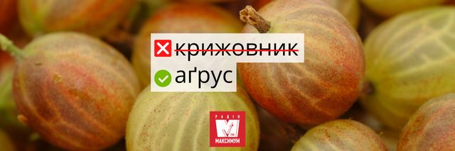 Не клубніка і не клюква: правильні назви улюблених ягід українською - фото 408045