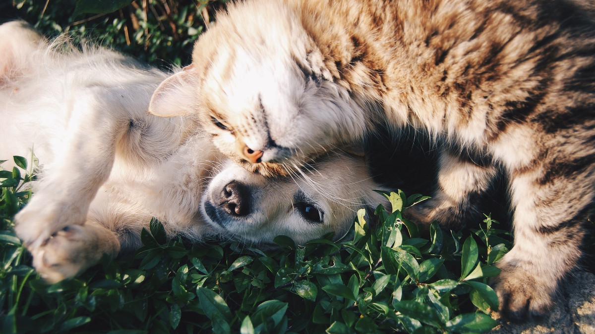 Дружба між котом і собакою - фото 1