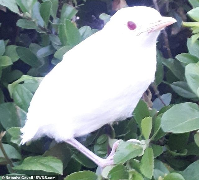 На фото показали рідкісного дрозда-альбіноса - фото 408306