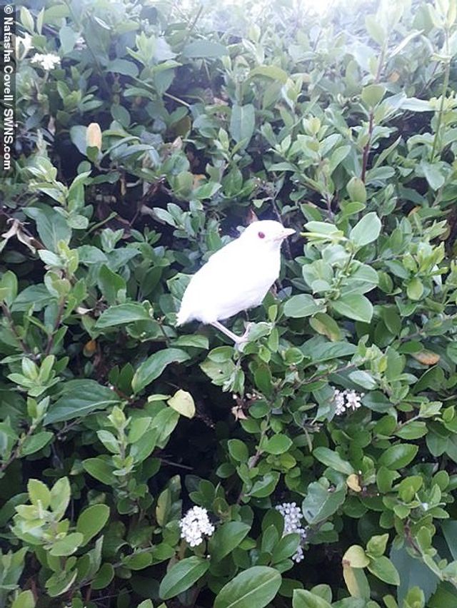 На фото показали рідкісного дрозда-альбіноса - фото 408307