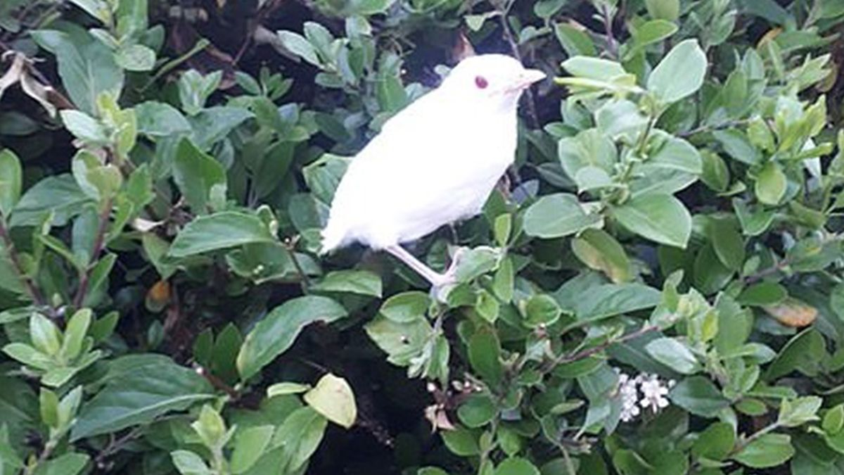 На фото показали рідкісного дрозда-альбіноса - фото 1