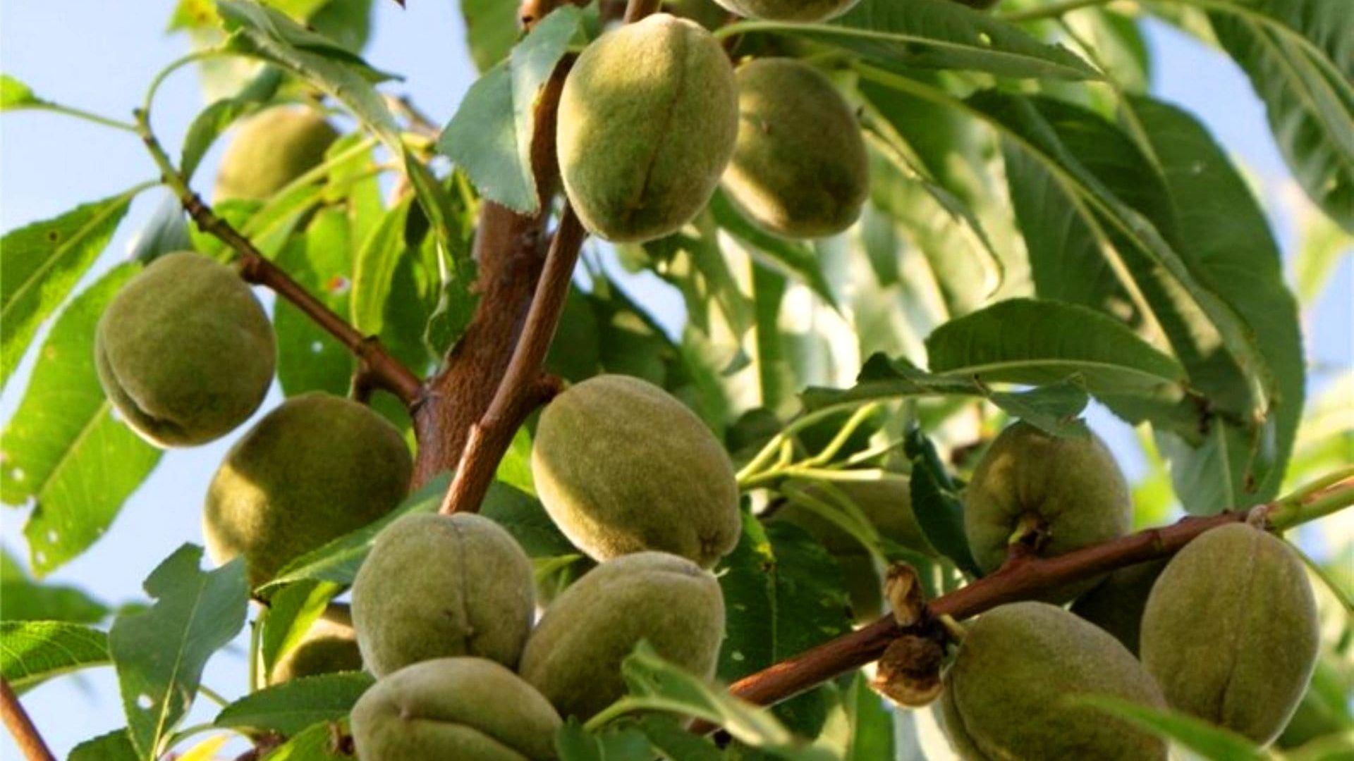 Горіх - фото 1