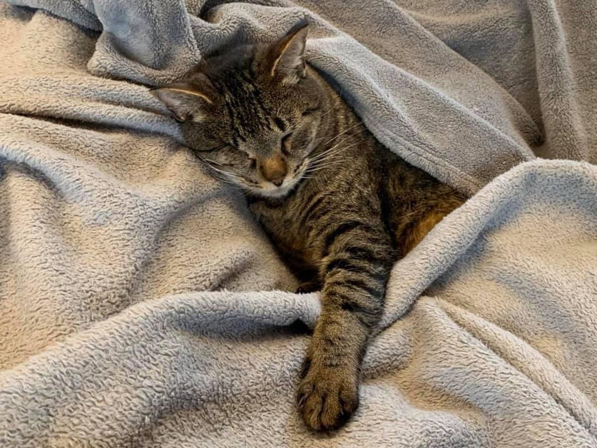 Пухнаста мандрівниця: кішка з Австралії поїхала за 1200 км від дому