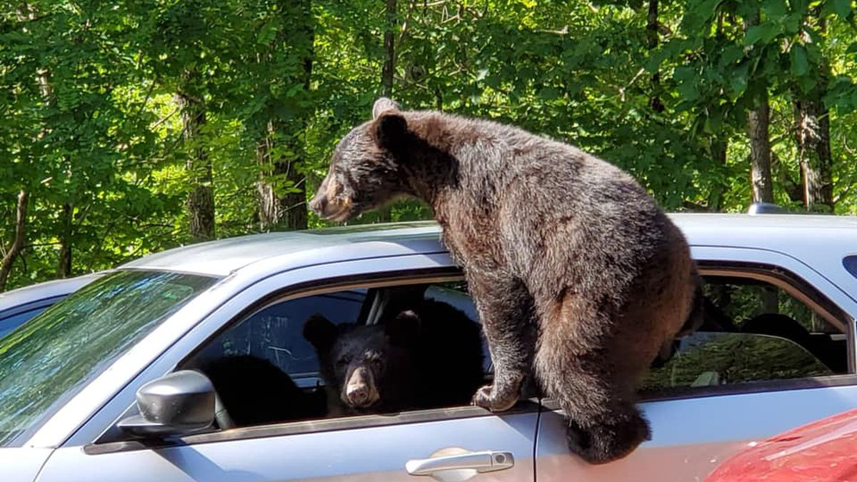 Ведмідь просто шукав їжу в автомобілі - фото 1