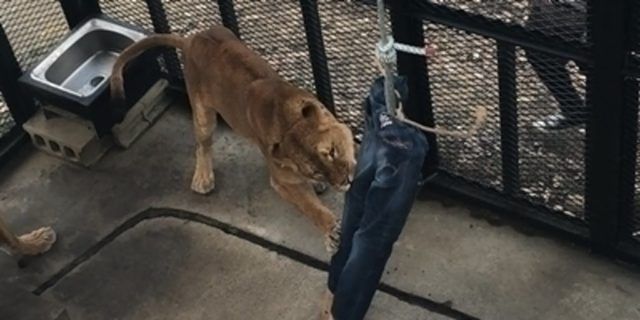 Японський зоопарк продає джинси, пошарпані левами - фото 408669