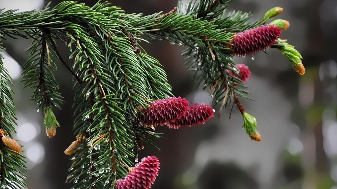 У Карпатах буйно зацвіли ялини: чарівні фото