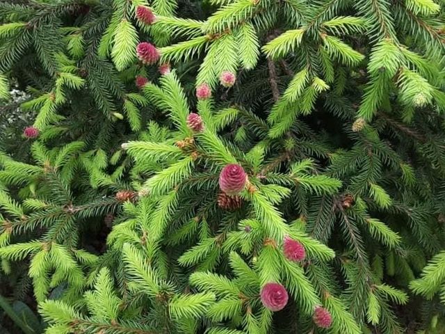 У Карпатах буйно зацвіли ялини: чарівні фото - фото 408839