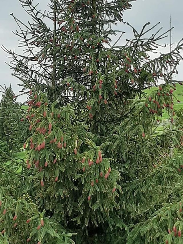 У Карпатах буйно зацвіли ялини: чарівні фото - фото 408840