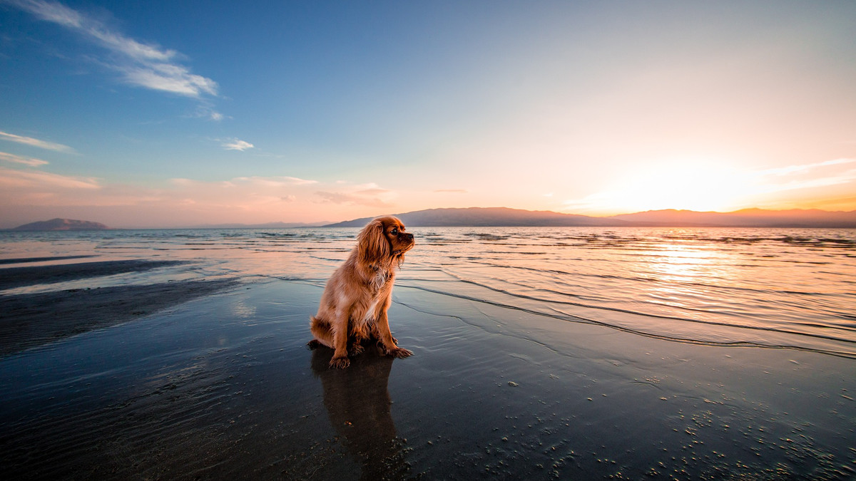 Здивований пес на пляжі - фото 1