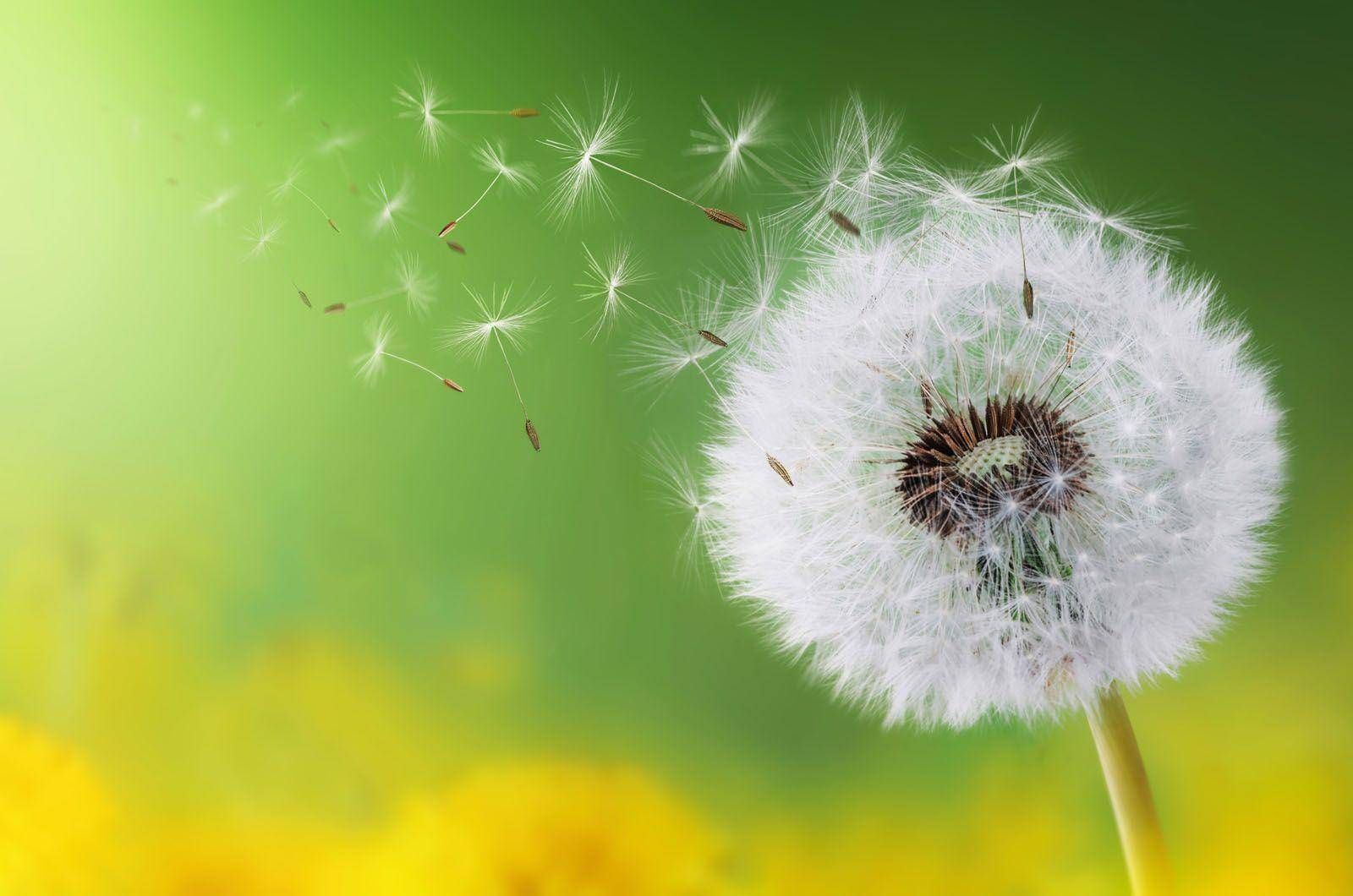 Урок фізики, який ми заслужили: експеримент з кульбабою і водою став хітом мережі