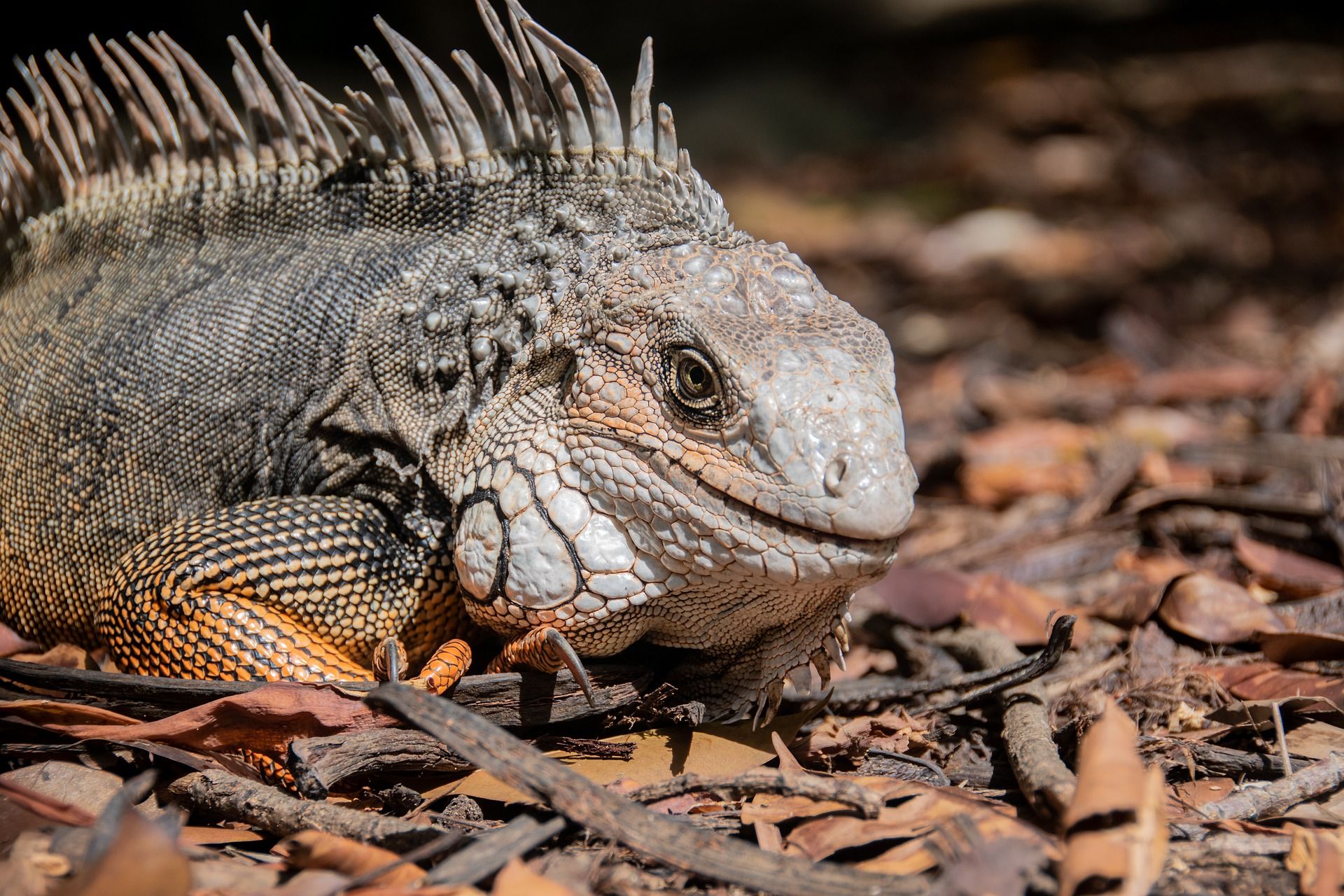 Товариська ящірка - фото 1