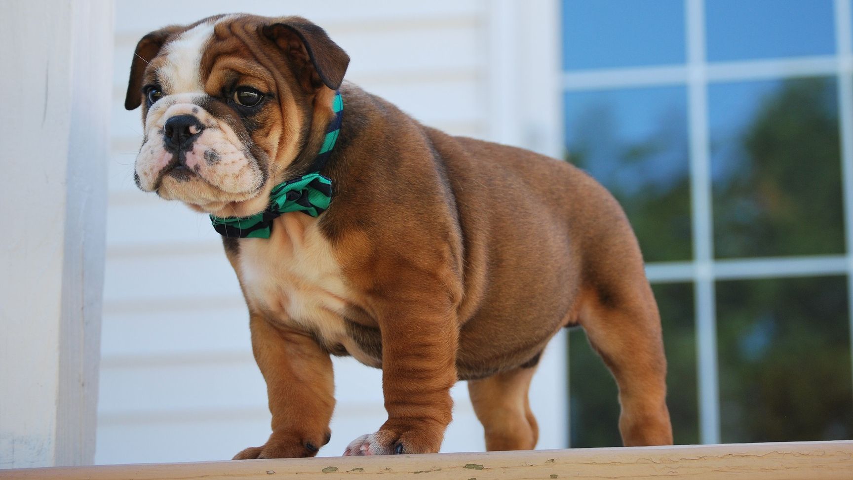Куди біжить собака: це відео змусило людей зламати мізки