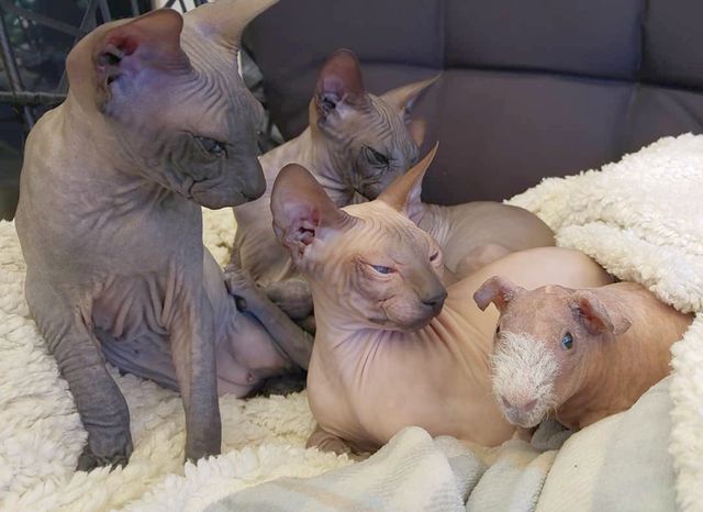 Чужих дітей не буває: в Іспанії сімейство кішок прихистило морську свинку - фото 409602