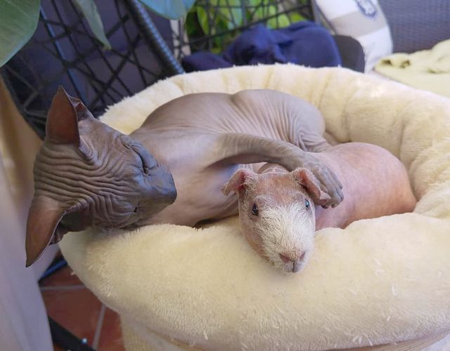 Чужих дітей не буває: в Іспанії сімейство кішок прихистило морську свинку - фото 409603