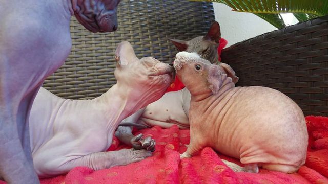 Чужих дітей не буває: в Іспанії сімейство кішок прихистило морську свинку - фото 409605