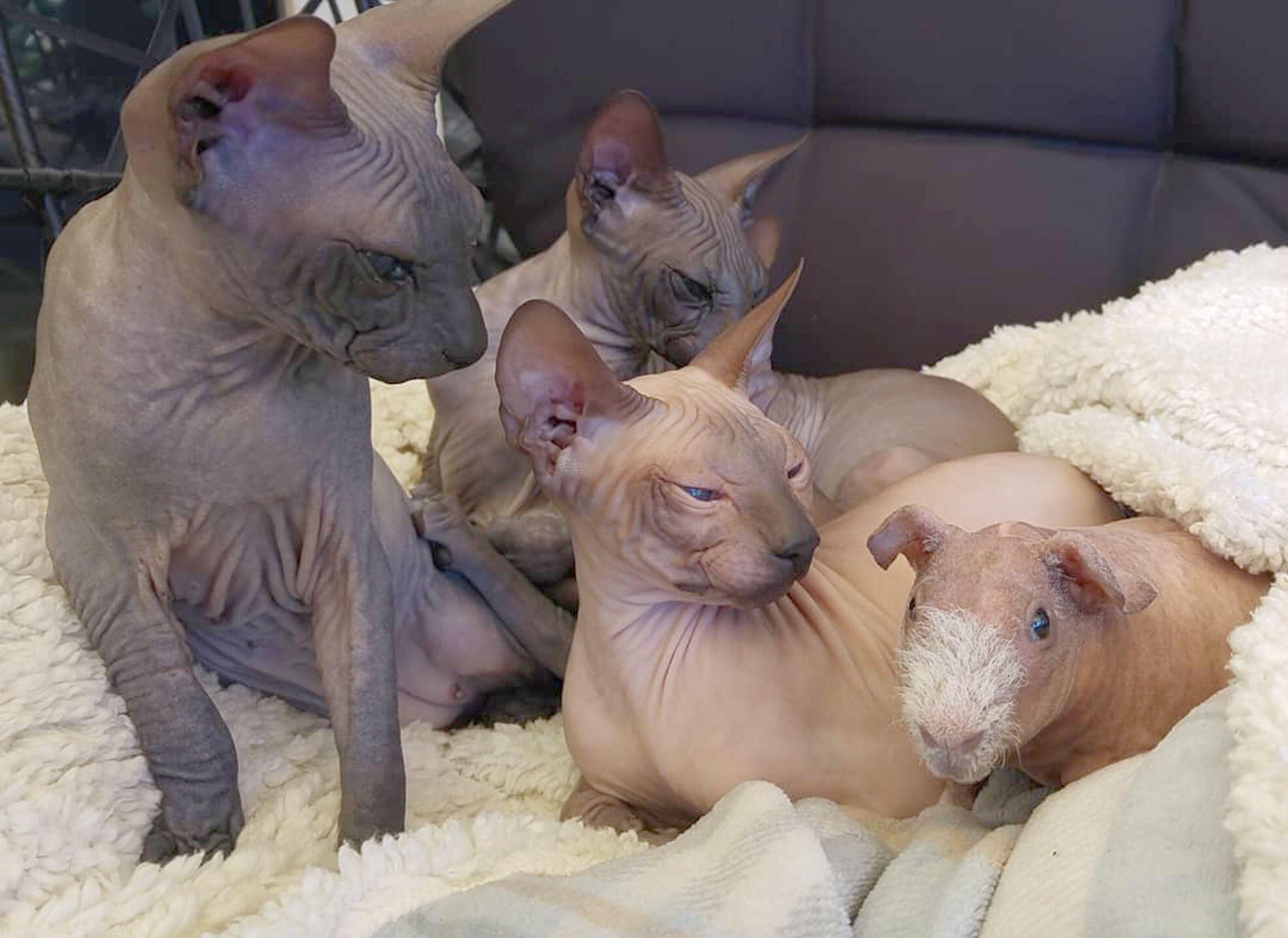 Тепер у сімействі лисих кішок є така ж морська свинка - фото 1