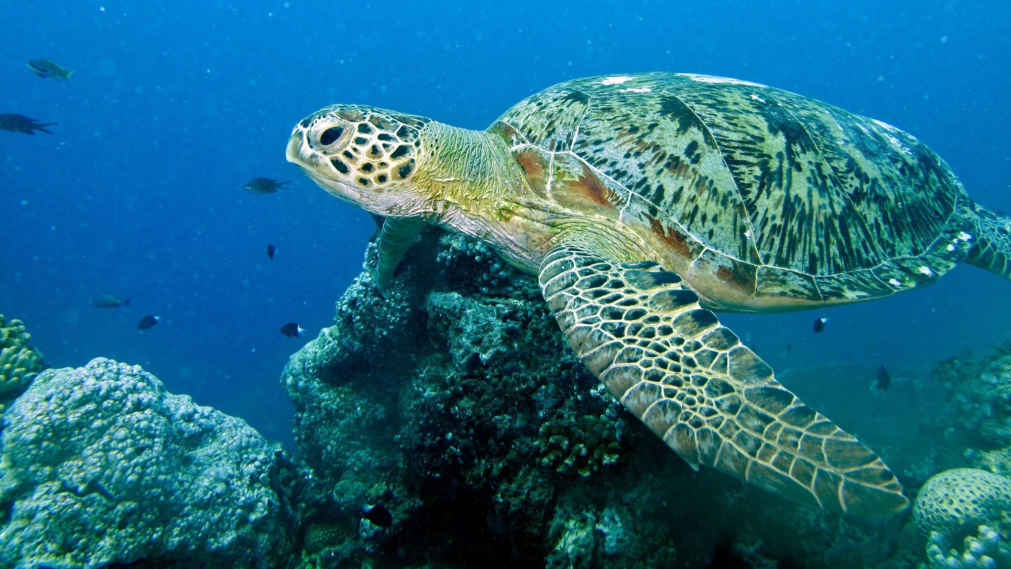 З дрона зняли на відео міграцію 64 тисячі морських черепах: вражаючі кадри