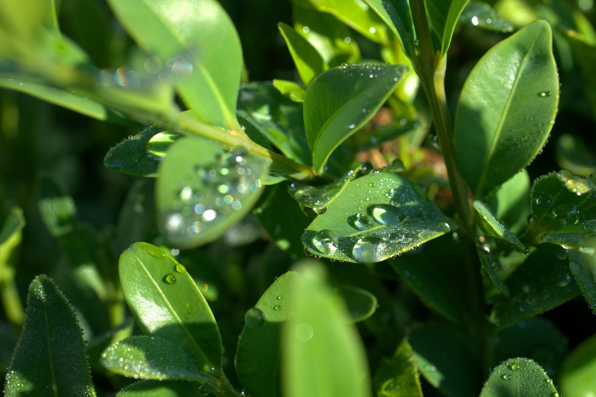 Погода в Україні 15 червня: точний прогноз на понеділок