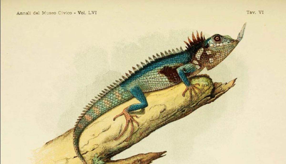 Вчені знайшли ящірку, яку ніхто не бачив понад 130 років