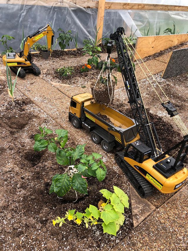 Канадець вирощує гострий перець за допомогою іграшкових вантажних машин: фото - фото 410203