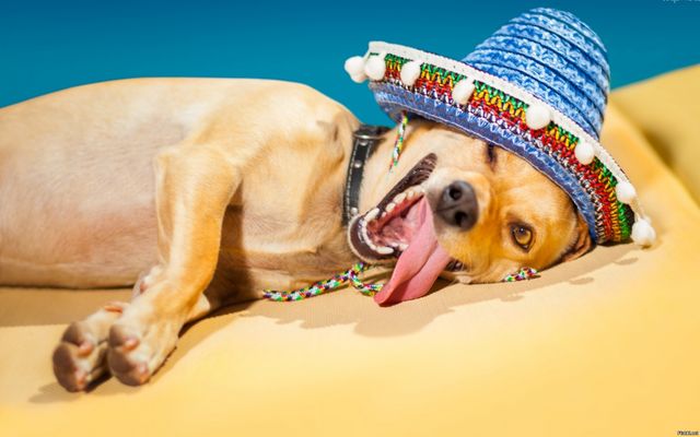 Тепловий удар: як надати першу допомогу - фото 410227