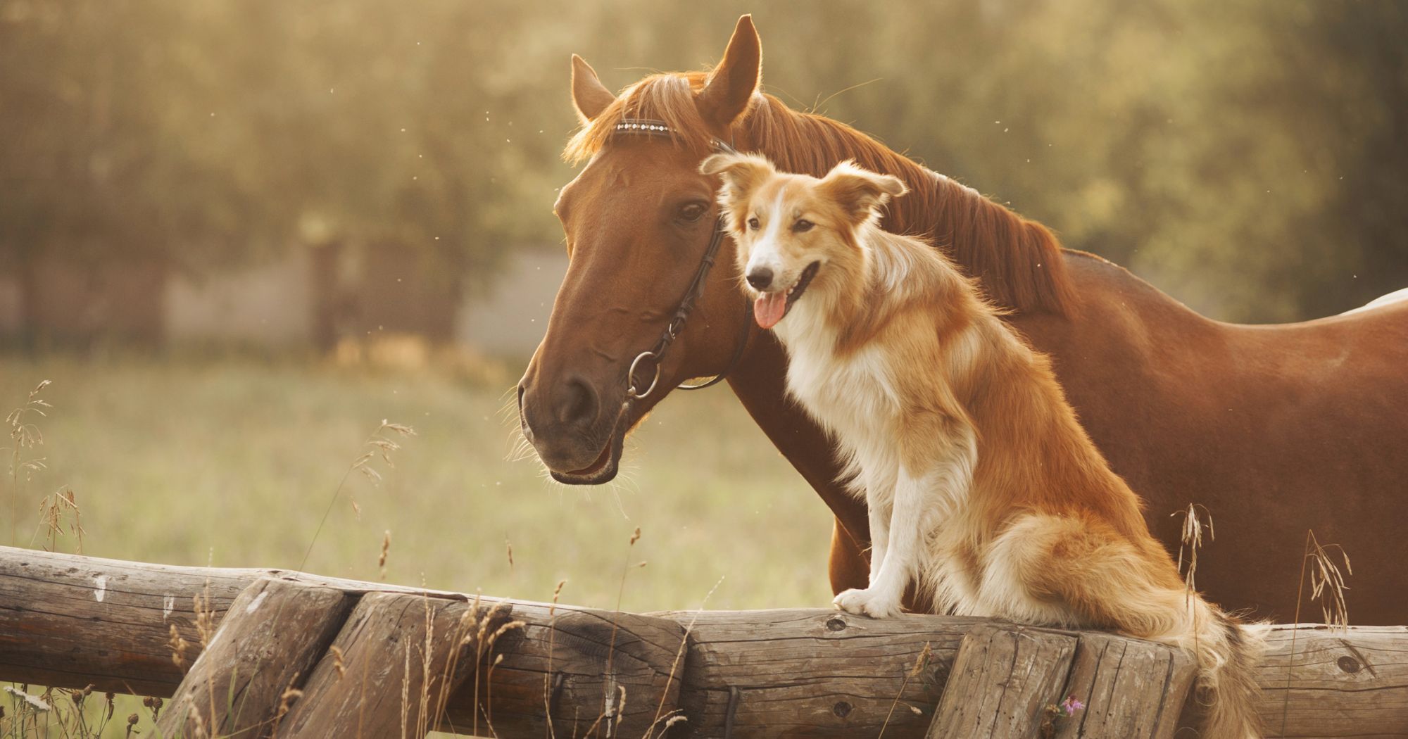 KFC відмовилось обслуговувати чоловіка на возі, а от McDonald's зробив це залюбки