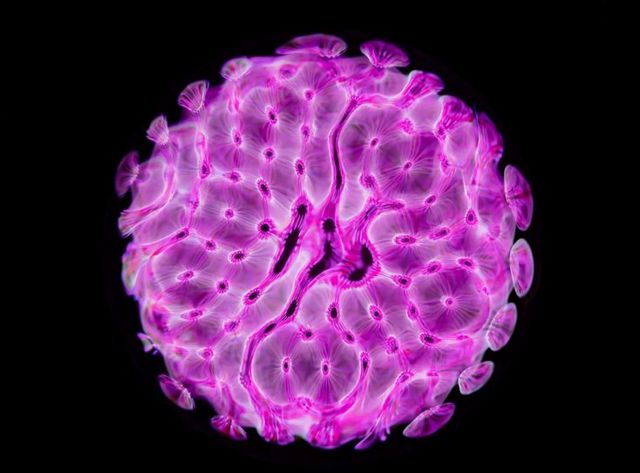 Фотограф показав, як виглядає звук - фото 410512