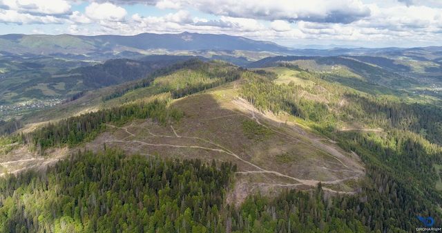 У мережі показали наслідки вирубки лісів в Карпатах: промовисті фото - фото 410759