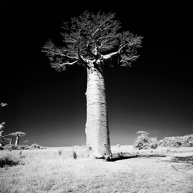 Фотограф показав світ в інфрачервоній зйомці - фото 410978