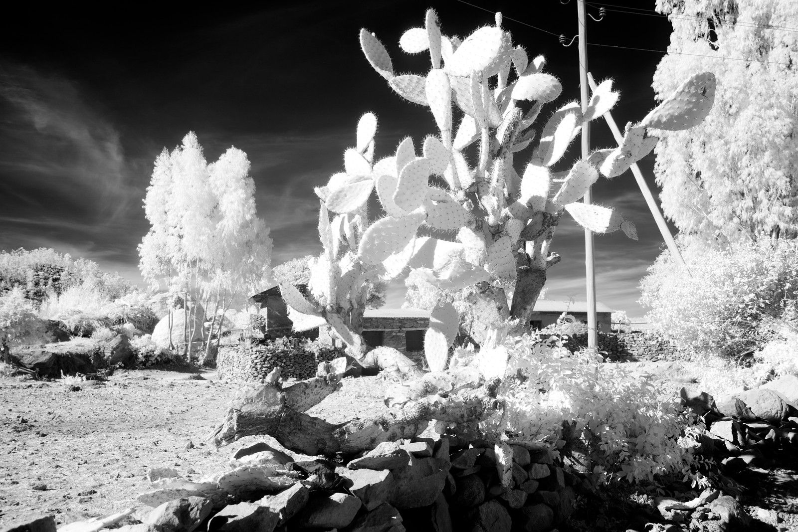 Фотограф показав світ в інфрачервоній зйомці