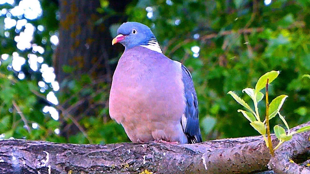 У Чорнобилі показали незвичайних пташенят рідкісного птаха: фото