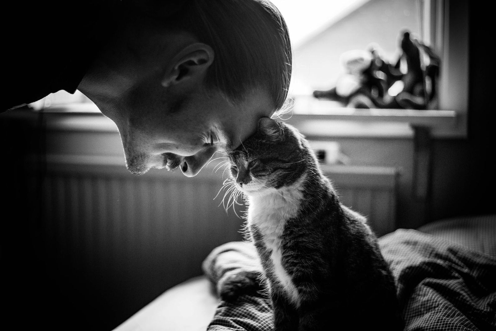 Чоловіків з котами вважають менш мужніми - фото 1