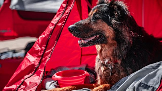 Американець перетворив Honda NSX на автодім, аби подорожувати з собакою - фото 411171