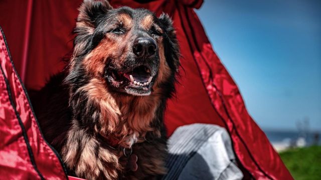 Американець перетворив Honda NSX на автодім, аби подорожувати з собакою - фото 411175