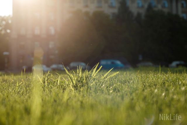 Газон- фото 411231