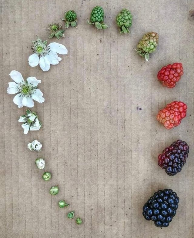 Як дозрівають улюблені літні ягоди: життєвий цикл полуниці та ожини у фото - фото 411450