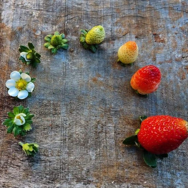 Як дозрівають улюблені літні ягоди: життєвий цикл полуниці та ожини у фото - фото 411451