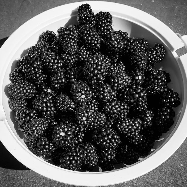 Як дозрівають улюблені літні ягоди: життєвий цикл полуниці та ожини у фото - фото 411470