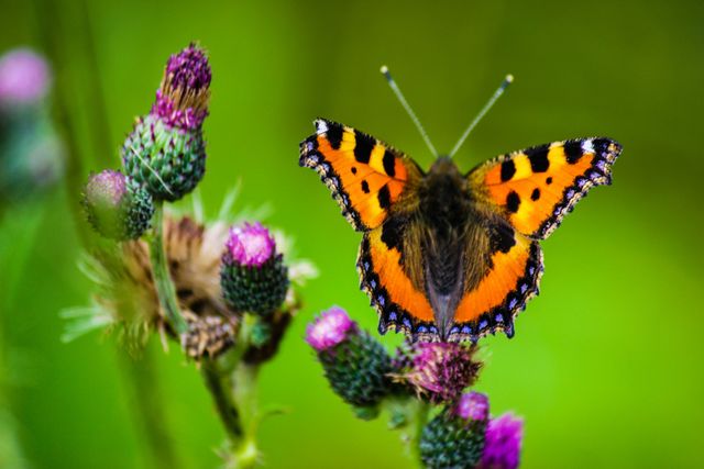 Вихідні у липні 2020: коли й скільки буде вихідних в Україні - фото 411648