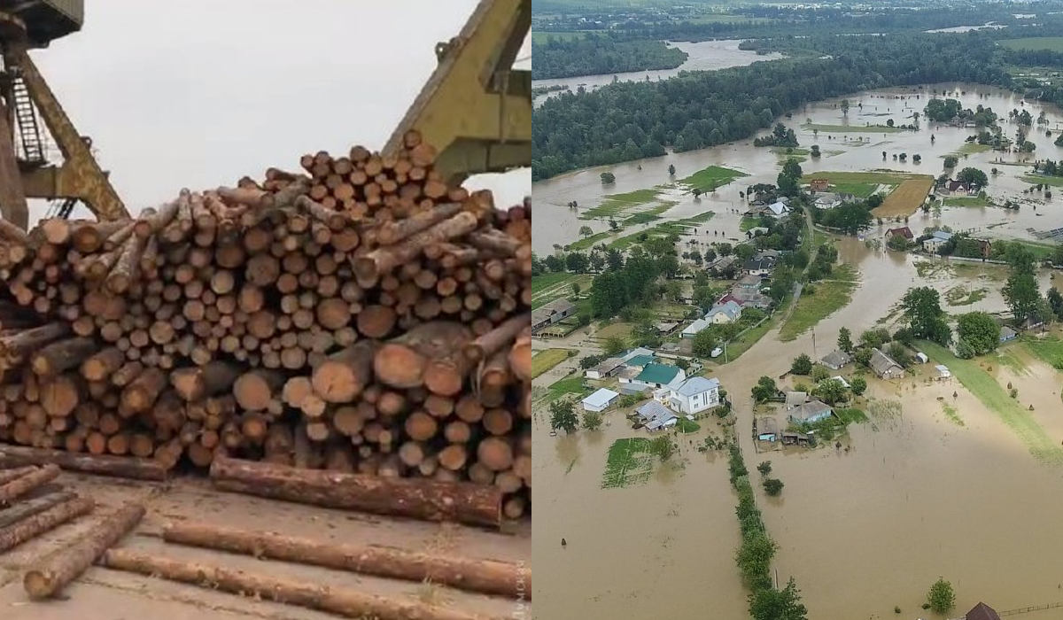 Вирубка лісів – не основна причина паводків у Карпатах: і ось чому