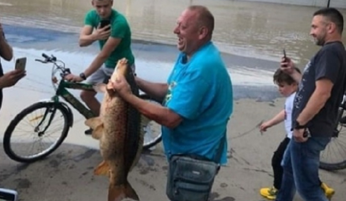 На затопленому ринку Чернівців спіймали 10-кілограмову рибину: відеофакт