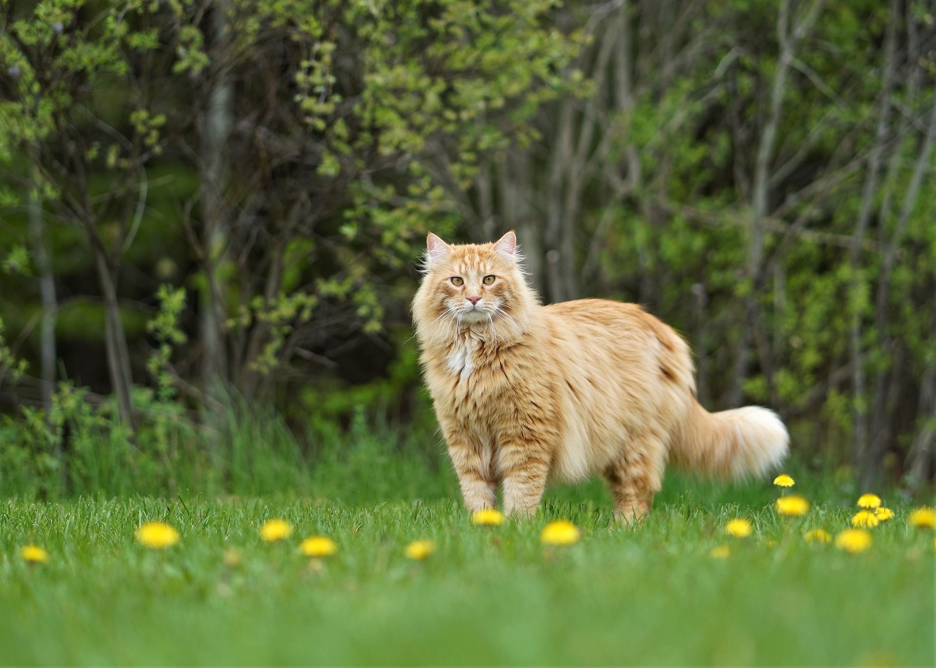 Несподівана зустріч оленя з котом вразила мережу: відео