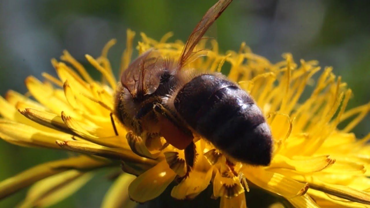 Названі комахи, яких варто побоюватися влітку