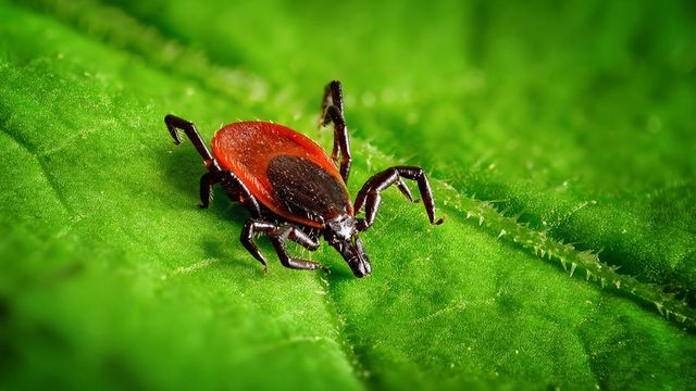 Названі комахи, яких варто побоюватися влітку - фото 412448