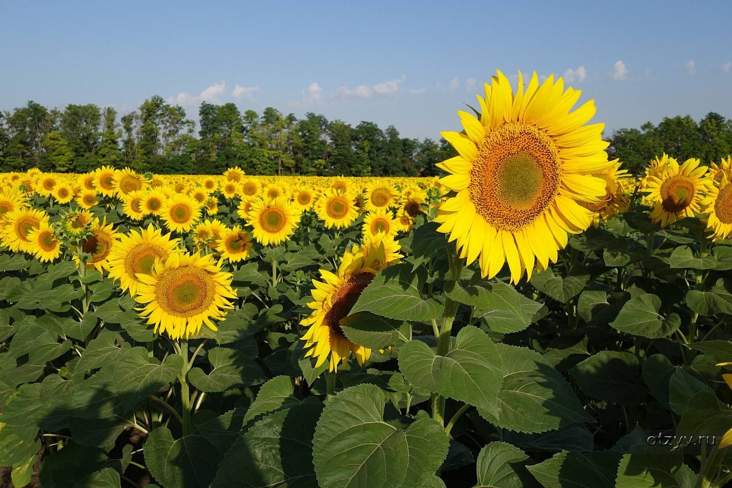 Якою буде погода у липні в Україні