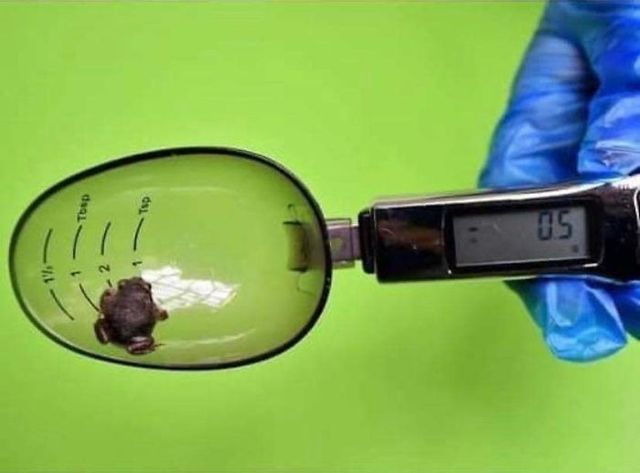 Як в зоопарках зважують тварин: кумедна фотодобірка - фото 412843