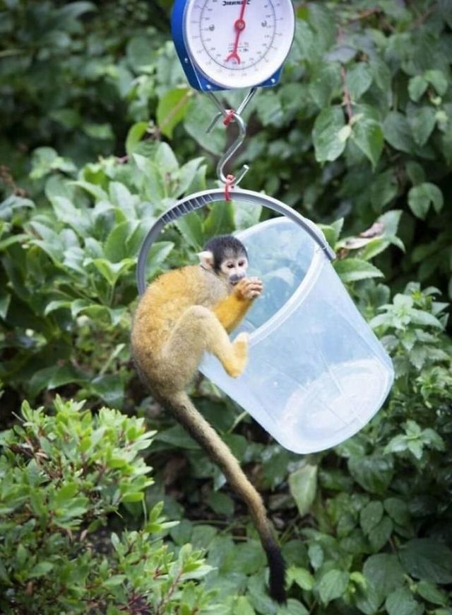 Як в зоопарках зважують тварин: кумедна фотодобірка - фото 412850