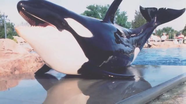 Як в зоопарках зважують тварин: кумедна фотодобірка - фото 412861